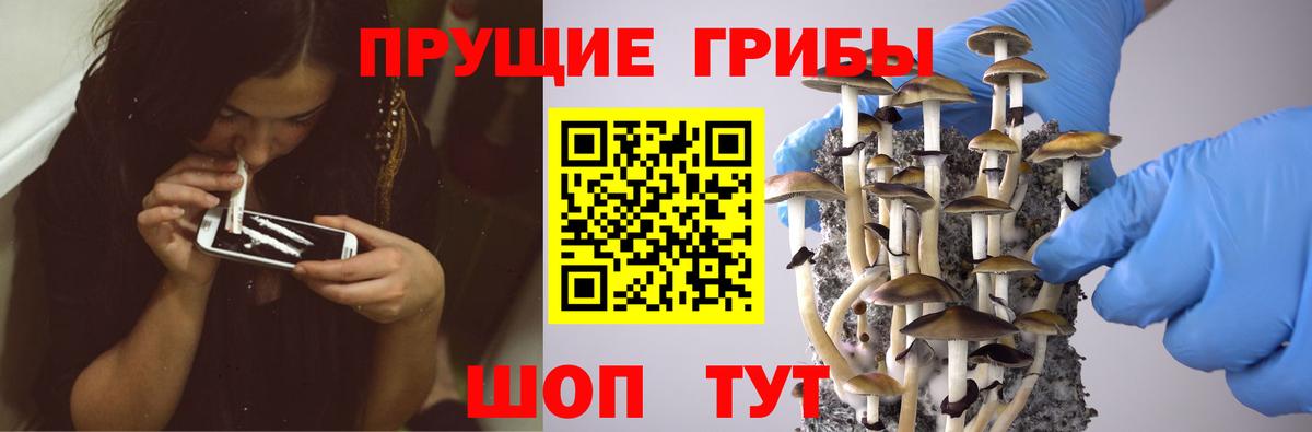 Псилоцибиновые грибы Psilocybe Богородск